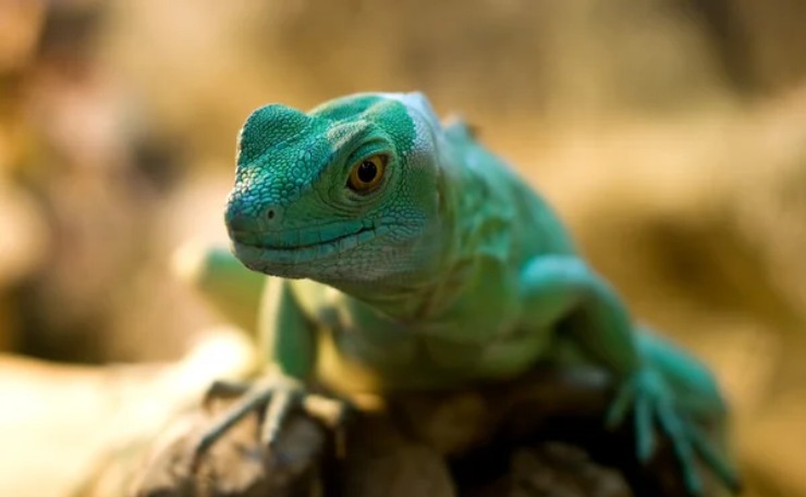 Quali animali possono invadere il bagno